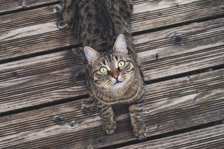 кошка, дерево, полосатый, домашнее животное, кошачьи глаза, деревянные панели, деревянные доски, деревянный пол, серый табби, серый кот, животное