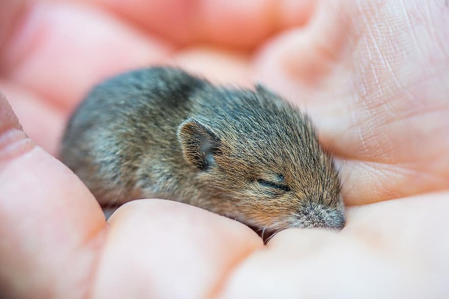 Animal, Rodent, Baby Mouse, Mouse, Hand, Sleeping, Cute, Species, Fauna, Fur, close-up