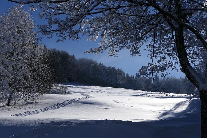 žiemą, pobūdį, sezoną, sniegas, medžiai, medis, miškas, kraštovaizdį, mėlyna, šalčio, kalnas