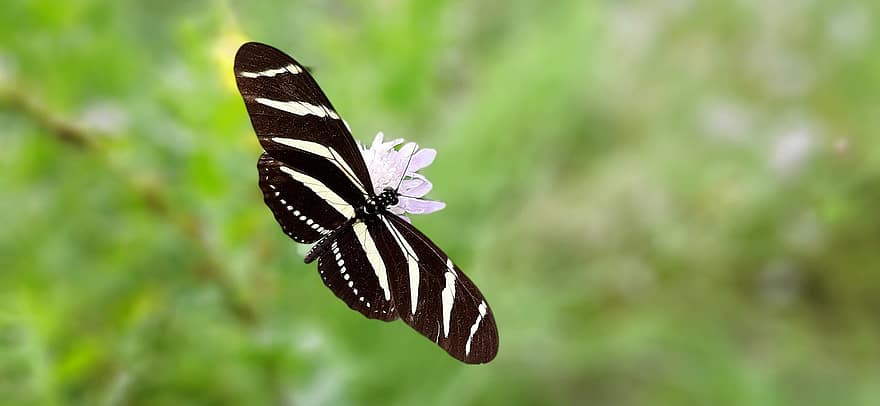 longwing zebry, motyl, owad, kwiat, skrzydełka, roślina, ogród, Natura, zbliżenie, zielony kolor, lato