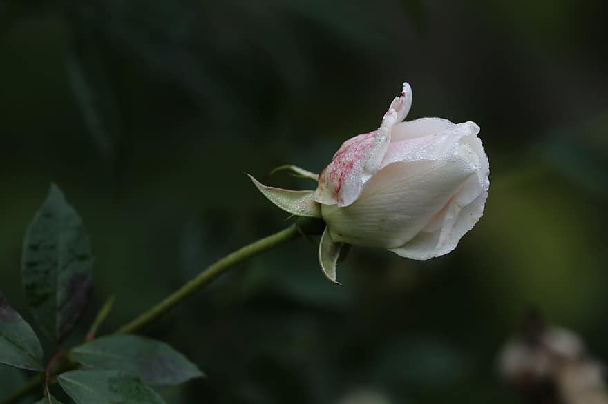 ruusu-, kukka, valkoinen ruusu, nousi kukinta, terälehdet, ruusunlehdet, kukinta, kasvisto