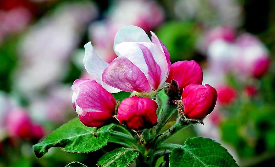 ābolu, ziedi, augu, ābolu zieds, pumpuri, zied, zieds, lapas, pavasarī, dārzs, tuvplāns