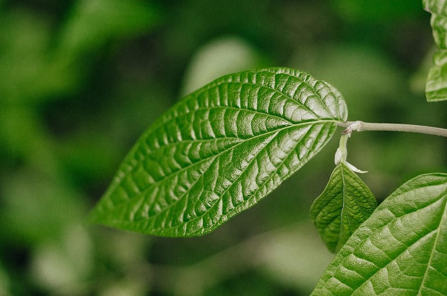 Leaves, Plant, Branch, Twig, Foliage, Green, Nature