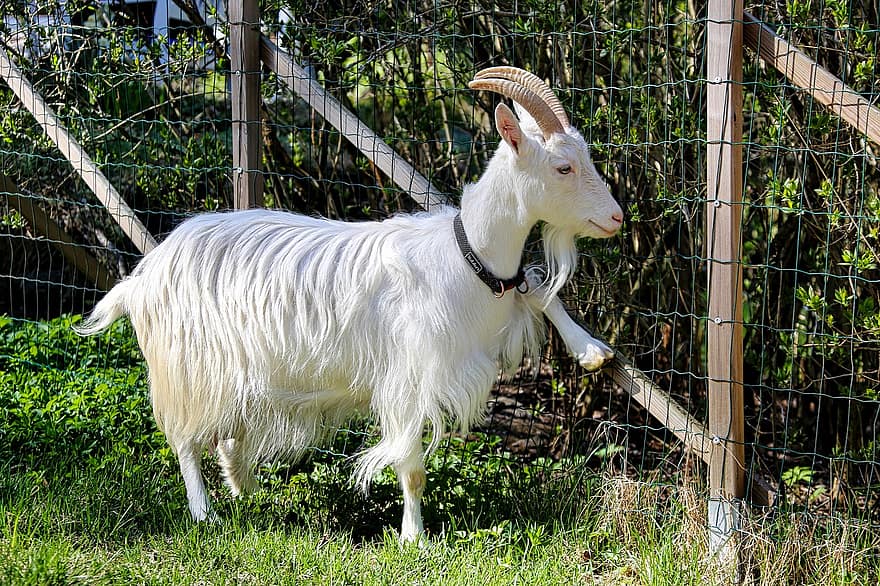 Goat, Animal, Mammal, Farm, Species, Fauna, Nanny Goat, Mammalian, Agricultural, Finnish Breed