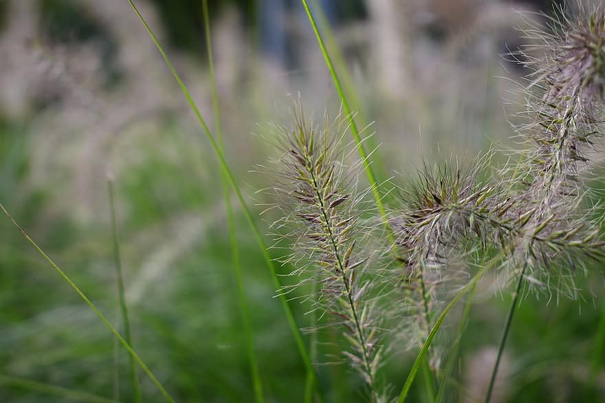 Grass, Spikelets, Leaves, Foliage, Nature