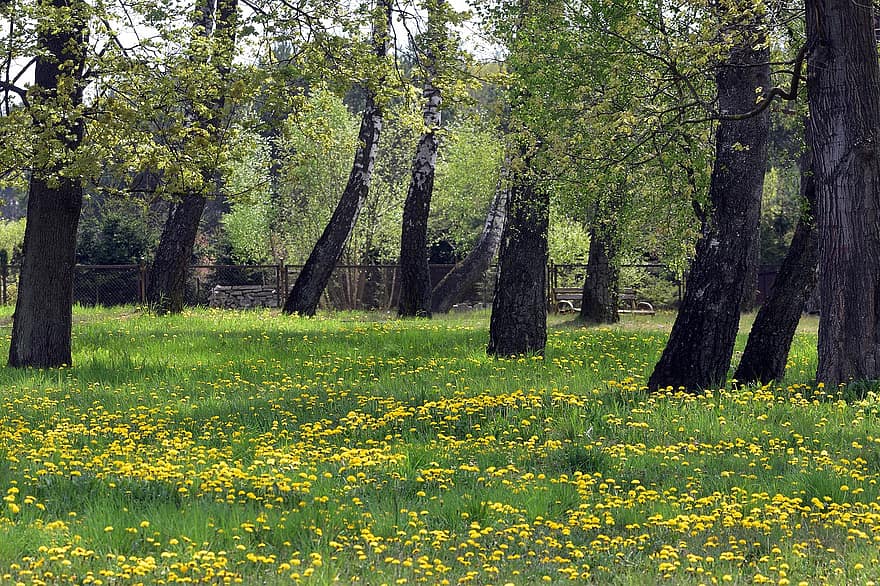 Dandelion, Flowers, Nature, Spring, Herbalism, Yellow, Green, Meadow, Park, tree, forest
