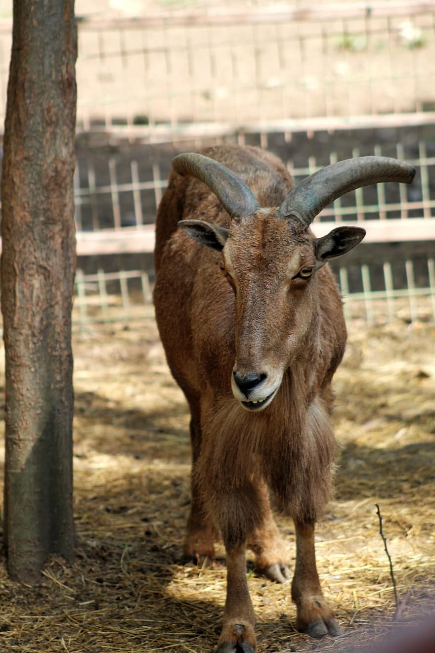 Animal, Goat, Horns, Mammalian, Fauna, Species