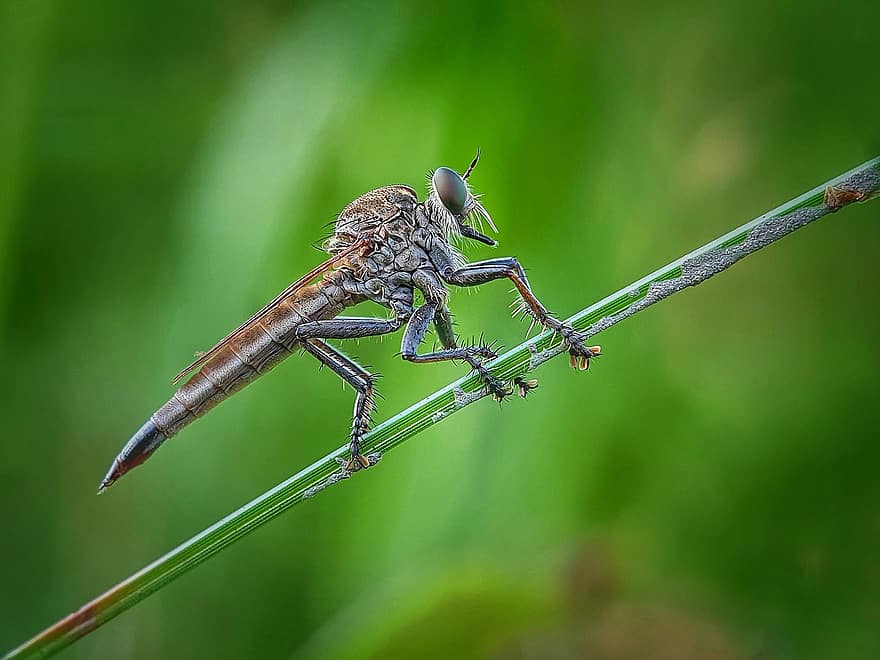 Robber Fly, Insect, Asilidae, Assassin Fly, Entomology