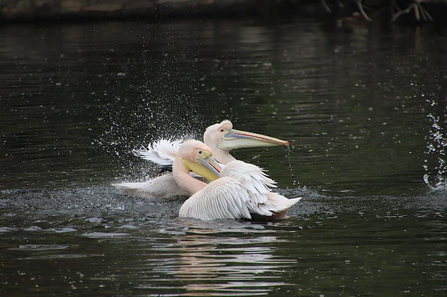 pelicanos, passarinhos, lagoa, agitando, pássaros aquáticos, aves aquáticas, lago, rio, agua, natureza, mundo animal