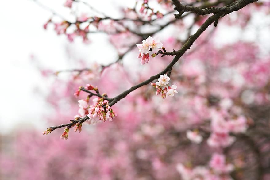 virágok, Sakura, cerasus campanulata, szirmok, ág, rügyek, fa, növényvilág, tavasz, virág, növény