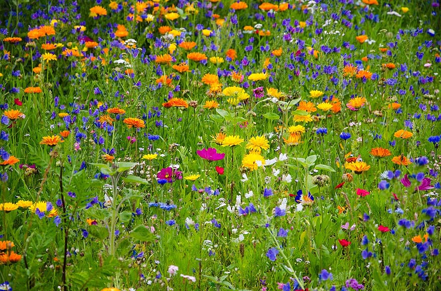 Flower Meadow, Wild Flowers, Wildflowers, Meadow, Summer, Bloom, Blossom, Beautiful, Grass, Colorful, Plant