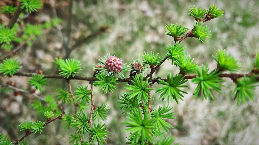 Shoots, Larch, Spring, Flora, Nature, Young, close-up, plant, green color, leaf, summer