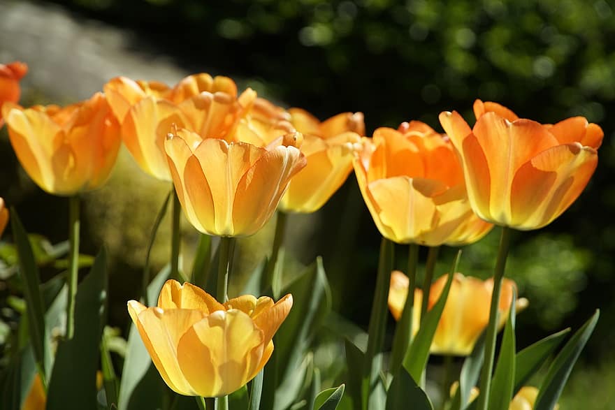 bunga-bunga, tulip, musim semi, musiman, berkembang, mekar, kelopak, pertumbuhan, makro, bidang, bunga tulp