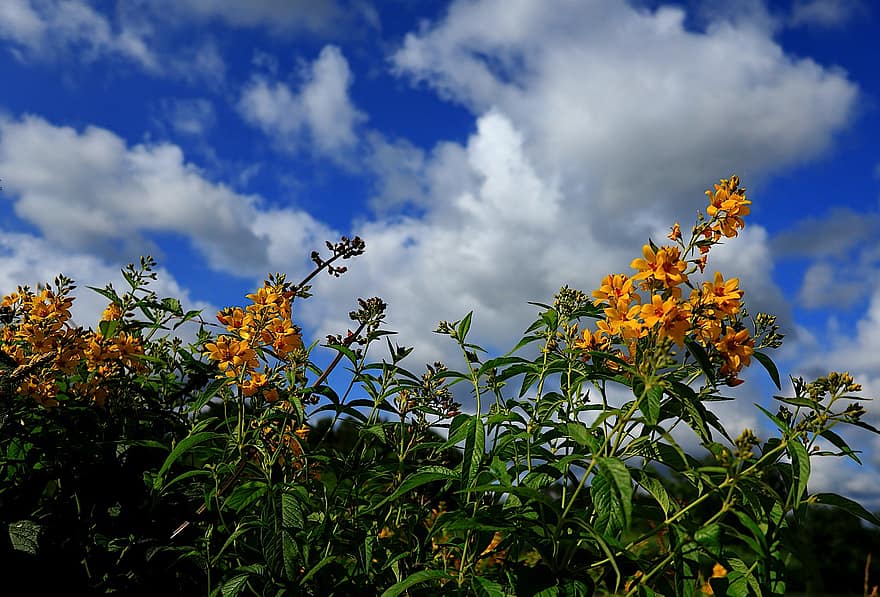 φύση, λουλούδια, κίτρινος, ουρανός, μπλε, σύννεφα, άνοιξη, κήπος, φυτά, πέταλα, ομορφιά