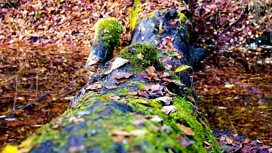 tronc de l'arbre, bosc, riu, fusta morta, caure, fulles vermelles