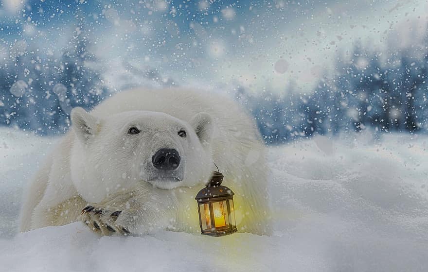 ijsbeer, Kerstmis, kerstkaart, sneeuw, fantasie, arctisch, achtergrond, digitale achtergrond, kersttijd