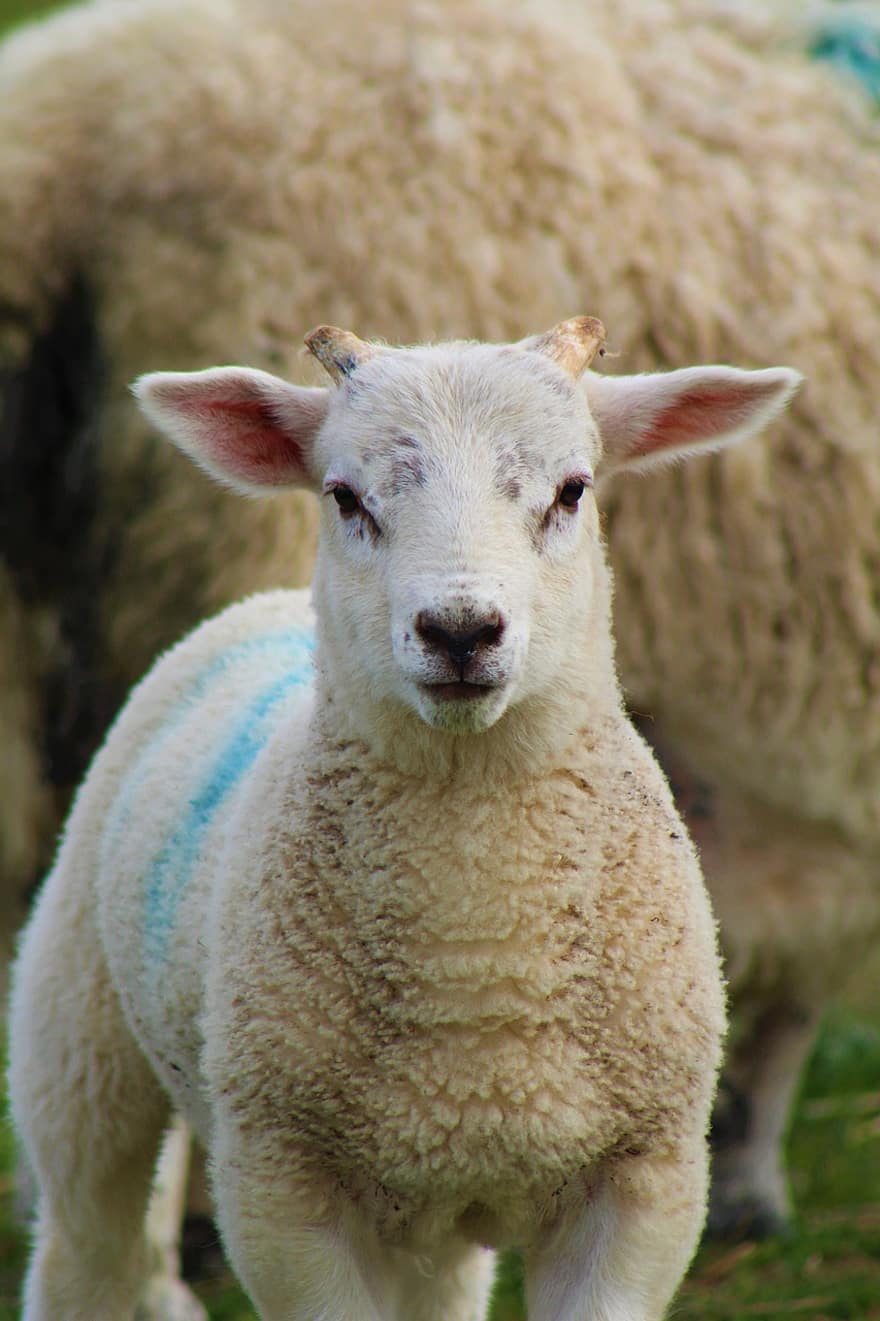 cừu, đứa bé, chăn nuôi, dễ thương, thú vật, nông trại, cảnh nông thôn, cỏ, Vải, nông nghiệp, đồng cỏ