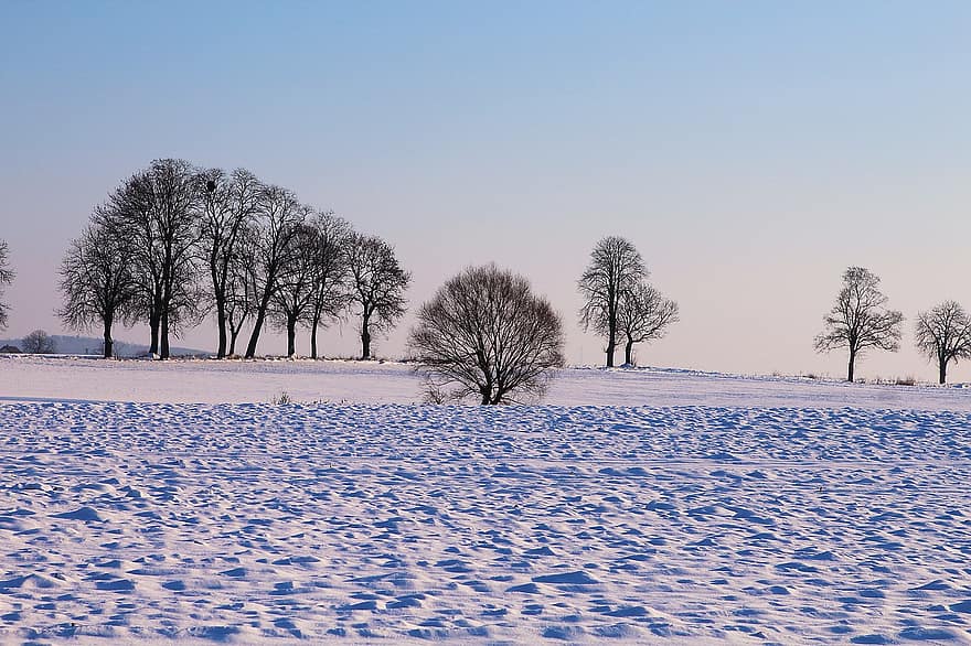 vinter, sne, træer, snedækket, kold, udendørs, landskab, landdistrikterne, landskabet, naturskøn, natur