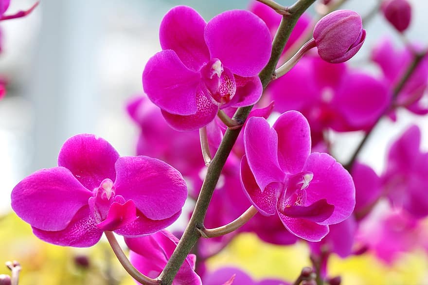 pinkki, orkideat, kukat, kukinta, kukka, Phalaenopsis, kasvit, kukkivat kasvit, kasvisto, luonto