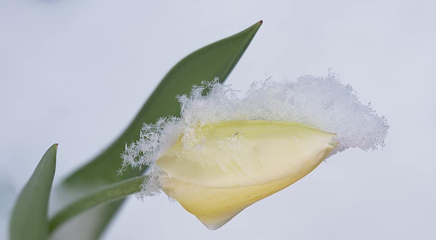 flor, tulipán, floración, nieve, invierno, temporada, macro, cristales de nieve, cristales de hielo, hoja, de cerca
