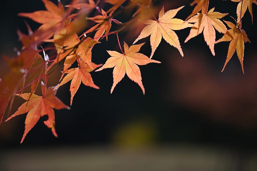 осень, кленовый, листья, листва, Осенние листья, осенняя листва, осенний сезон, осенние листья, лист, желтый, время года