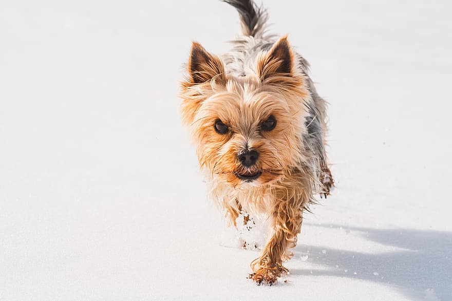 Yorkshire Terrier, cão, animal, canino, pele, focinho, mamífero, retrato de cachorro, mundo animal, inverno, neve