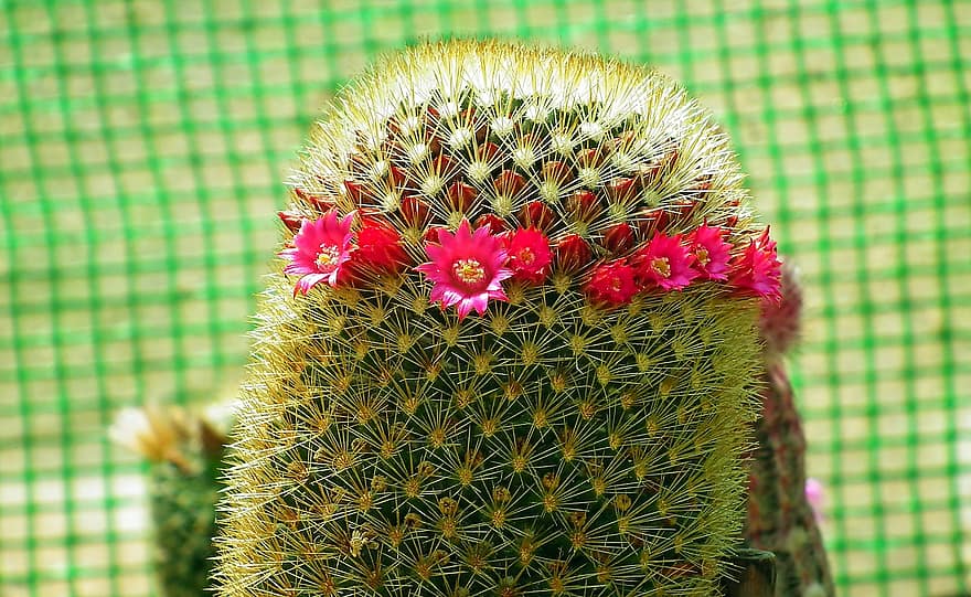 Flowers, Cactus, Plant, Blooming, Spikes, Spring, Garden, close-up, botany, thorn, leaf