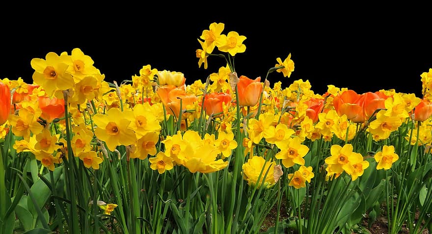 những bông hoa, cây, vườn, Hoa tulip, hoa thủy tiên vàng, vương miện hoàng gia, hoa, mùa xuân, tối