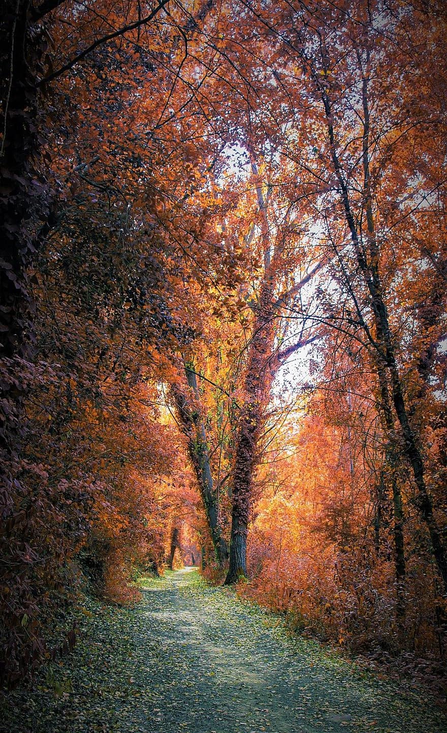 autunno, sentiero, lenzuola