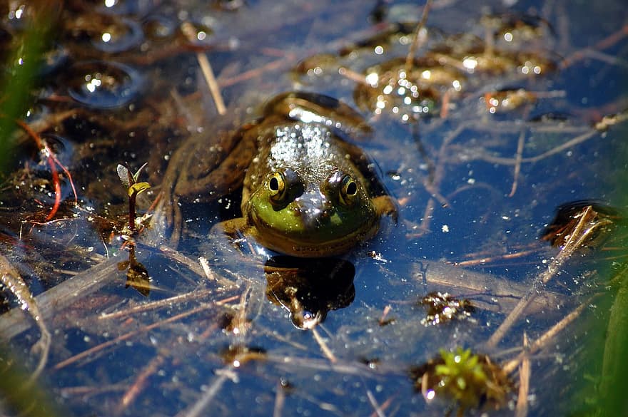 Frog, Amphibian, Pond, Wildlife, Fauna, Smiling, Funny, Wilderness