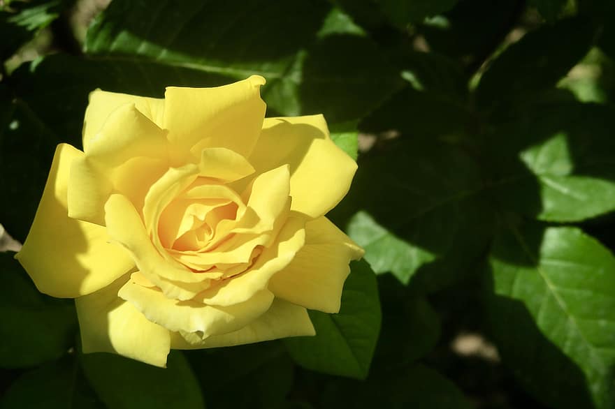 Rose, Flower, Plant, Yellow Rose, Yellow Flower, Bloom, Nature, Garden, leaf, close-up, petal