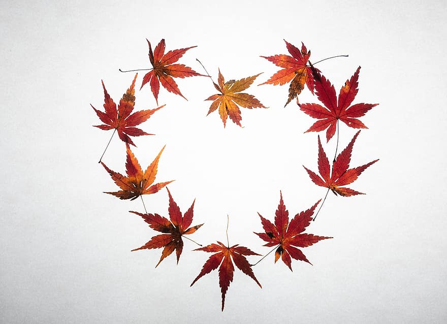 feuilles d'érable, cœur, tomber, érable, feuilles, feuilles d'automne, en forme de coeur, feuillage, l'automne, saison