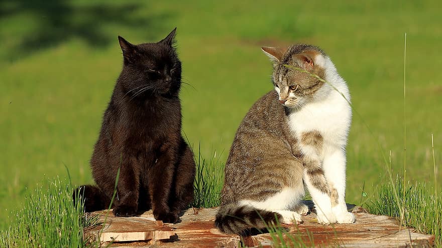 katten, benadering, Te leren kennen, liefde, flirten, huiskat, kattenportret, schattig