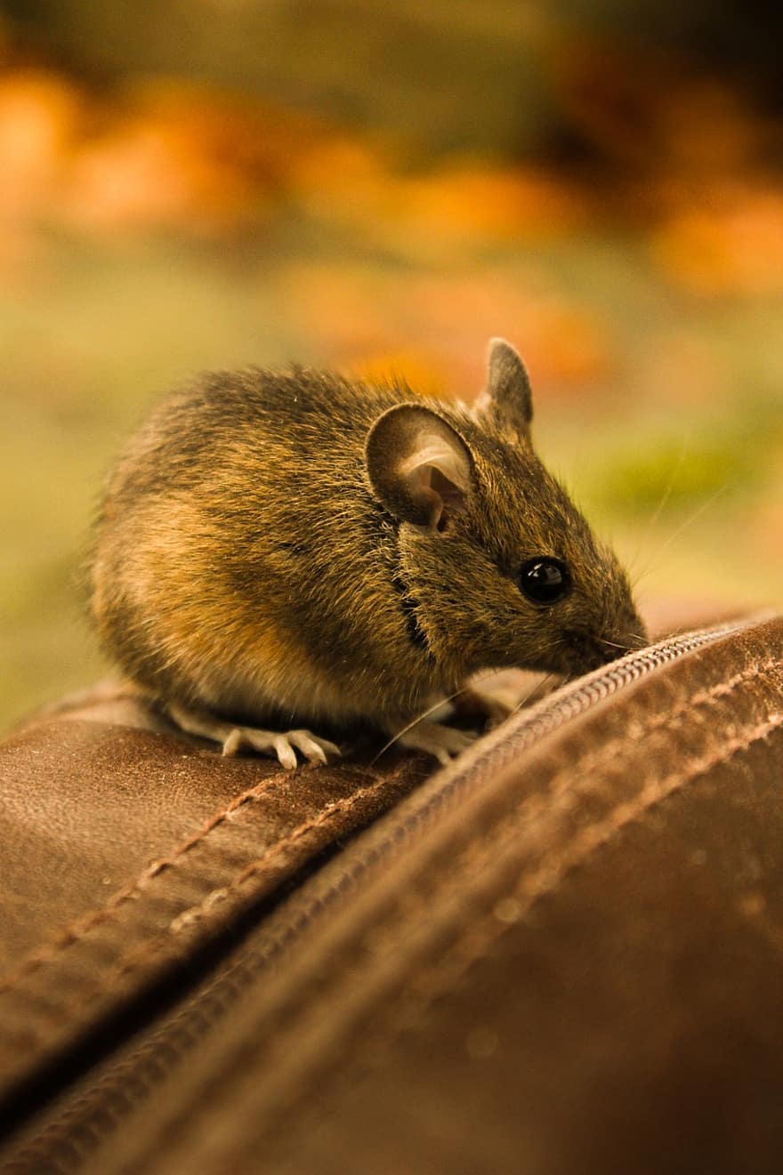 ratón, animal, roedor, mamífero, animal pequeño, de cerca