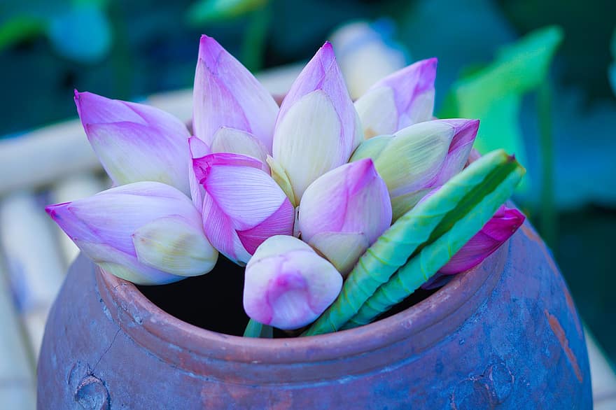 Sen Viet, Vase Lilly, Vase Lotus, lotus, lilly, méditation