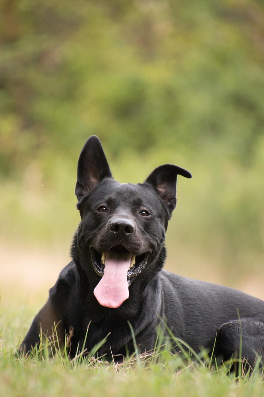 Γερμανικός Σεπραντόρ, μαύρος σκύλος, σκύλος, ζώο, κυνικός, κατοικίδιο σκύλο, κατοικίδιο ζώο, θηλαστικό ζώο, χαριτωμένος