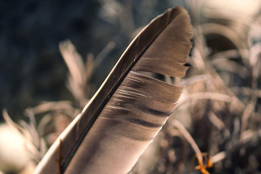 Bird Feather, Feather, Close Up, Details, Feather Details, Structure, Ease