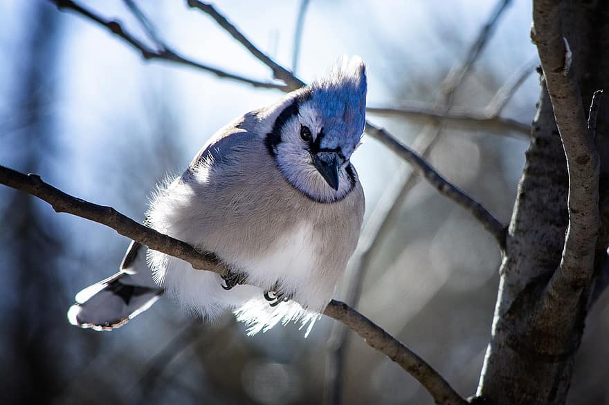 Blue Jay, Passerine Bird, Bird, Animal, Avian, branch, beak, feather, animals in the wild, tree, close-up