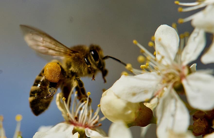 des abeilles, insectes, macro, la nature, les fleurs, Teindre, abeille, fermer, insecte, fleur, pollinisation