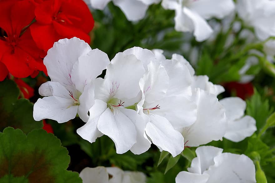 geranio, las flores, planta, pelargonio, Flores blancas, pétalos, floración, hojas, naturaleza