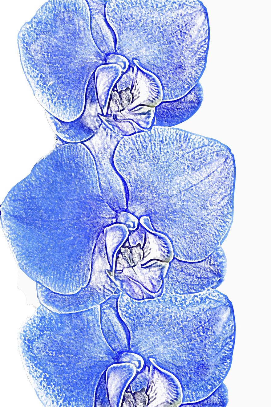 phalaenopsis, orchidėja, mėlynos spalvos, phalaenopsis orchidėja, gėlė, atogrąžų, drugelio orchidėja, augalų, žiedas, žydi, mėlyna