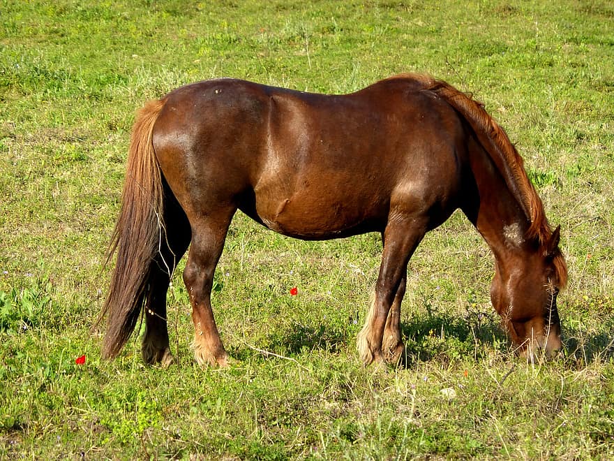 лошадь, клевок, трава