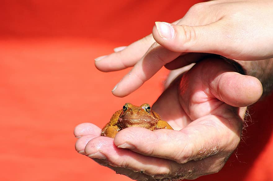 Frog, Hands, Amphibian, Species, close-up, human hand, toad, animals in the wild, human finger, animal eye, looking
