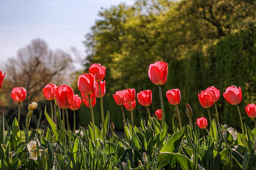 tulipanes, tulipanes rojos, Flores rojas, las flores, jardín, primavera, naturaleza, tulipán, flor, verano, color verde