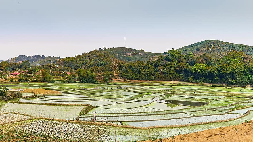 حقول الأرز ، الجبال ، مزرعة ، الأرض الزراعية ، الزراعة ، زراعة ، مزرعة أرز ، حقول الارز ، المناظر الطبيعيه ، طبيعة ، قروي