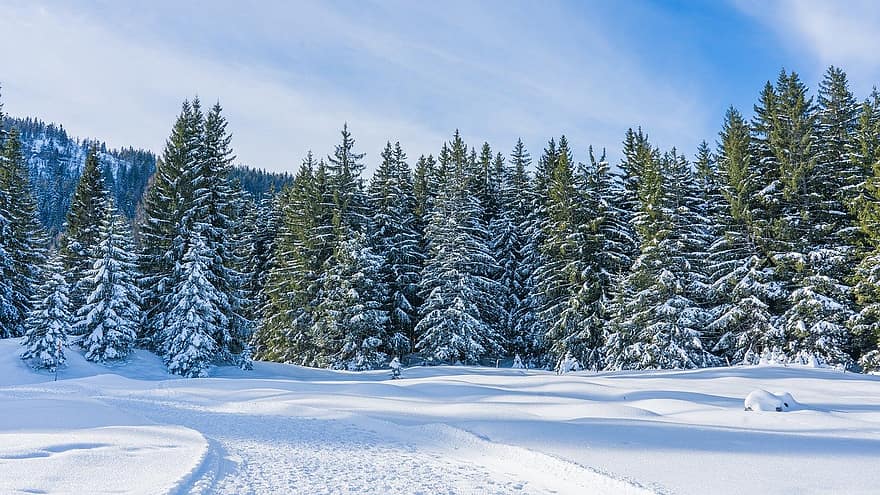 vinter-, träd, natur, säsong, snö, utomhus, skog, vinterlandskap, vintrig, täckt i snö, vinterskog