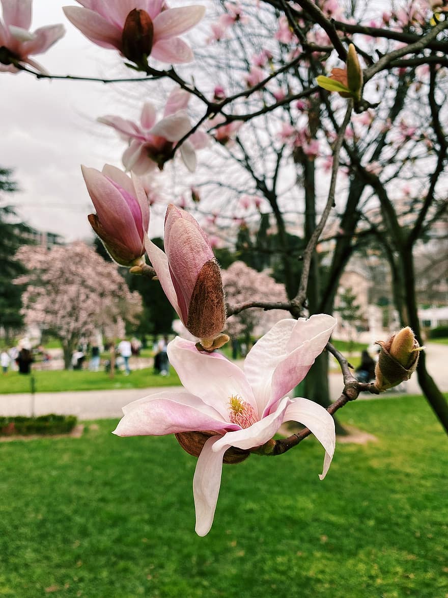 las flores, magnolia, botánica, macro, pavo, Estanbul, parque, naturaleza, flor, cabeza de flor, primavera