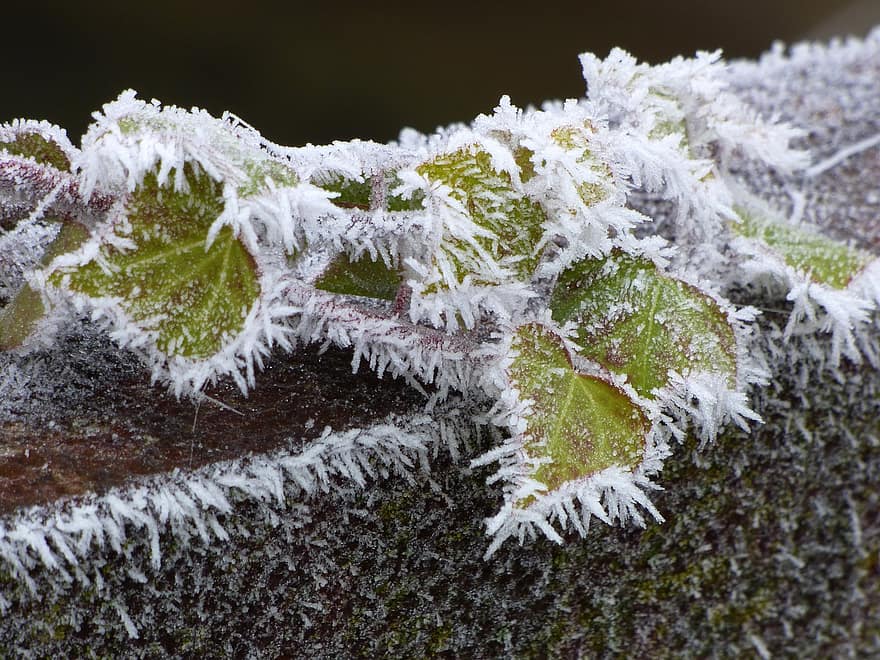 Foliage, Frost, Winter, leaf, plant, season, snow, forest, tree, close-up, ice