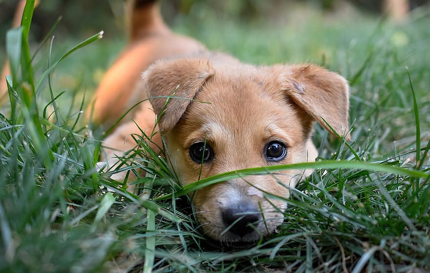 щенок, собака, летом, трава, милый, игривый, домашнее животное, животное, собачий, обожаемый, спасение