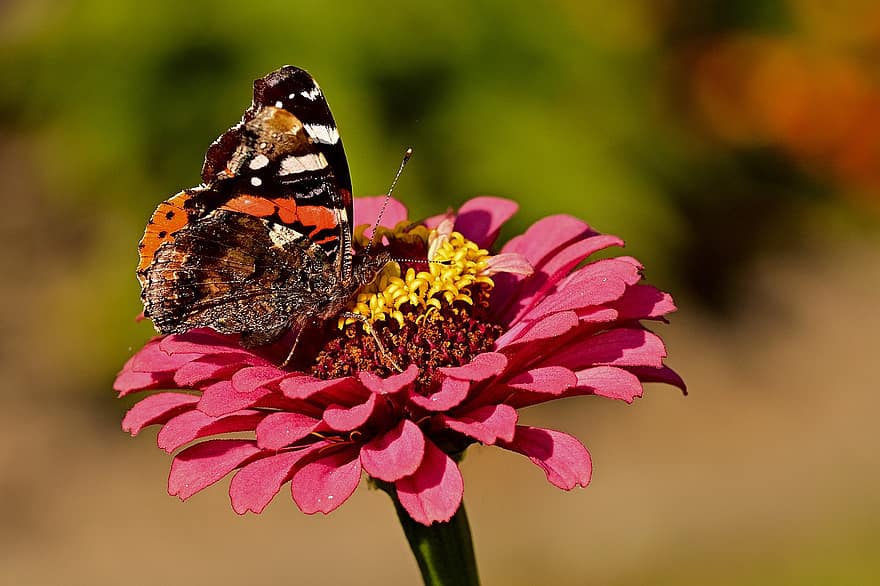 Butterfly, Insect, Flower, Admiral, Pollination, Zinnia, Bloom, Blossom, Flowering Plant, Ornamental Plant, Plant